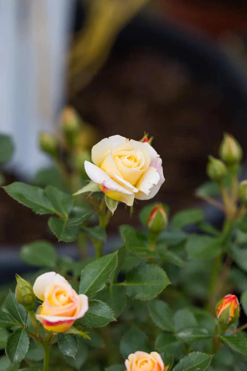 Northland Farm & Garden Center photo 8