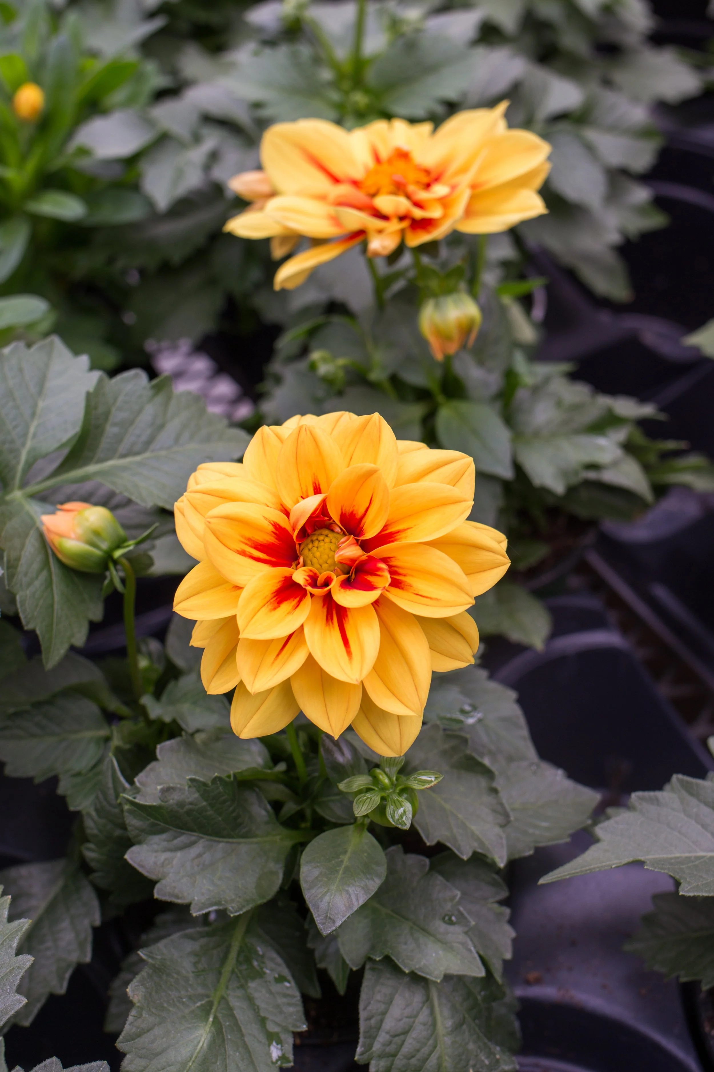 Northland Farm & Garden Center photo 2