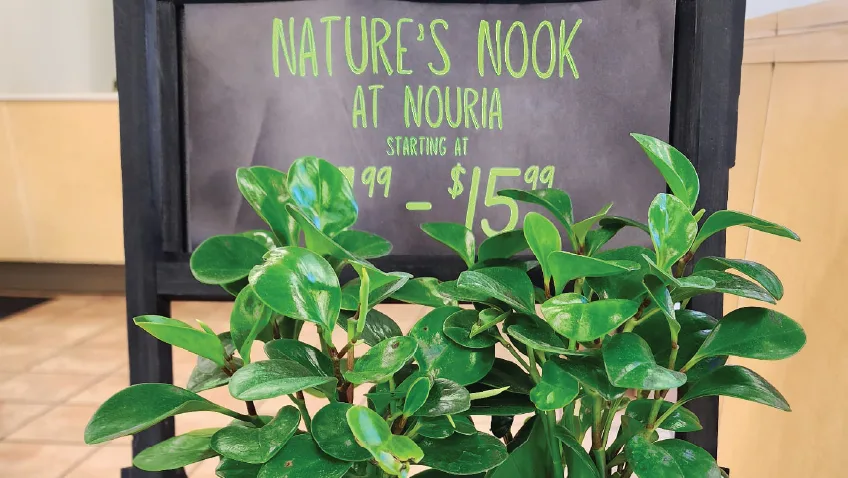 Nouria photo 5