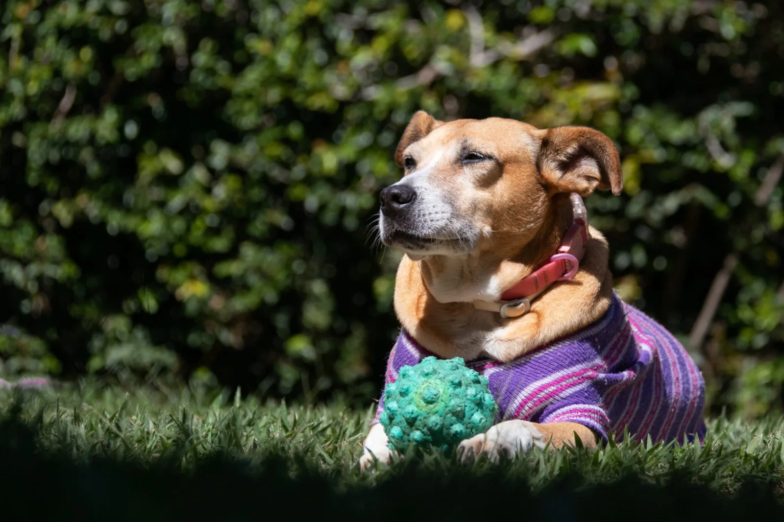 The Hotel For Homeless Dogs * New England Humane Society photo 2