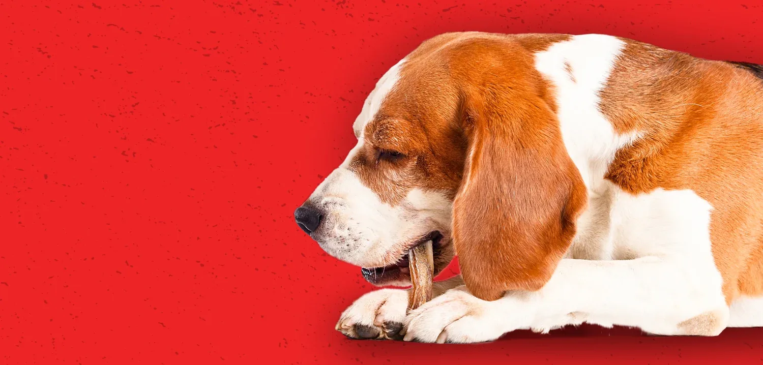 Westminster Pet Products photo 9