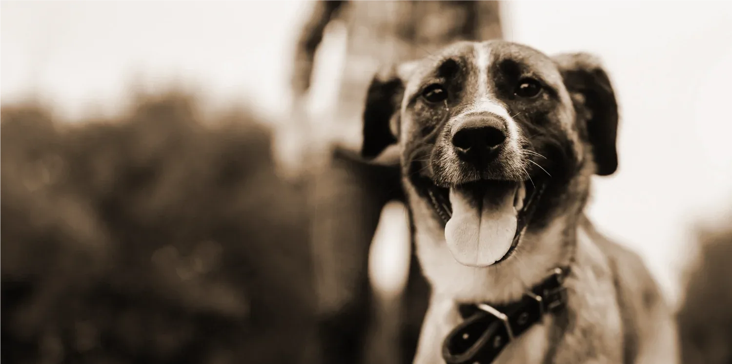Westminster Pet Products photo 7