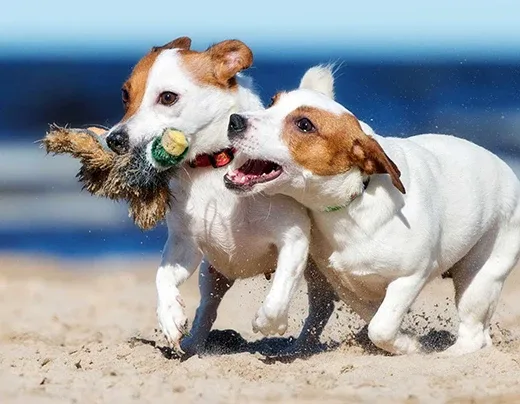 Westminster Pet Products photo 6