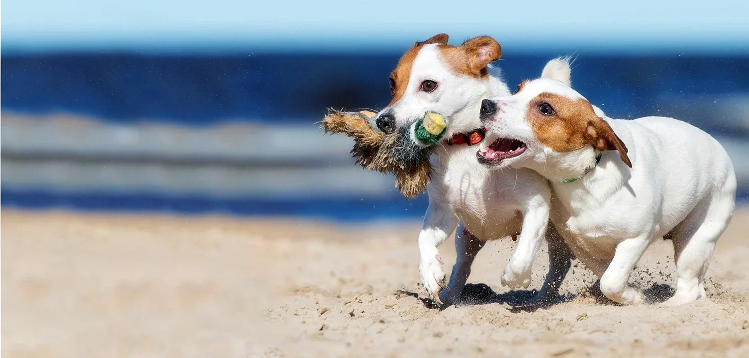 Westminster Pet Products photo 5