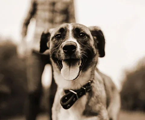 Westminster Pet Products photo 8