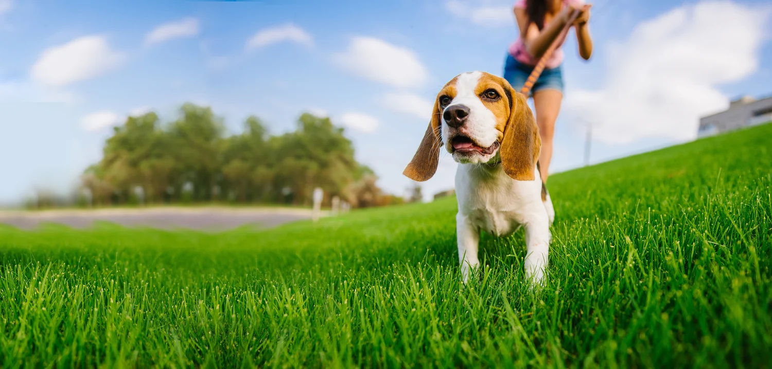 Westminster Pet Products photo 2