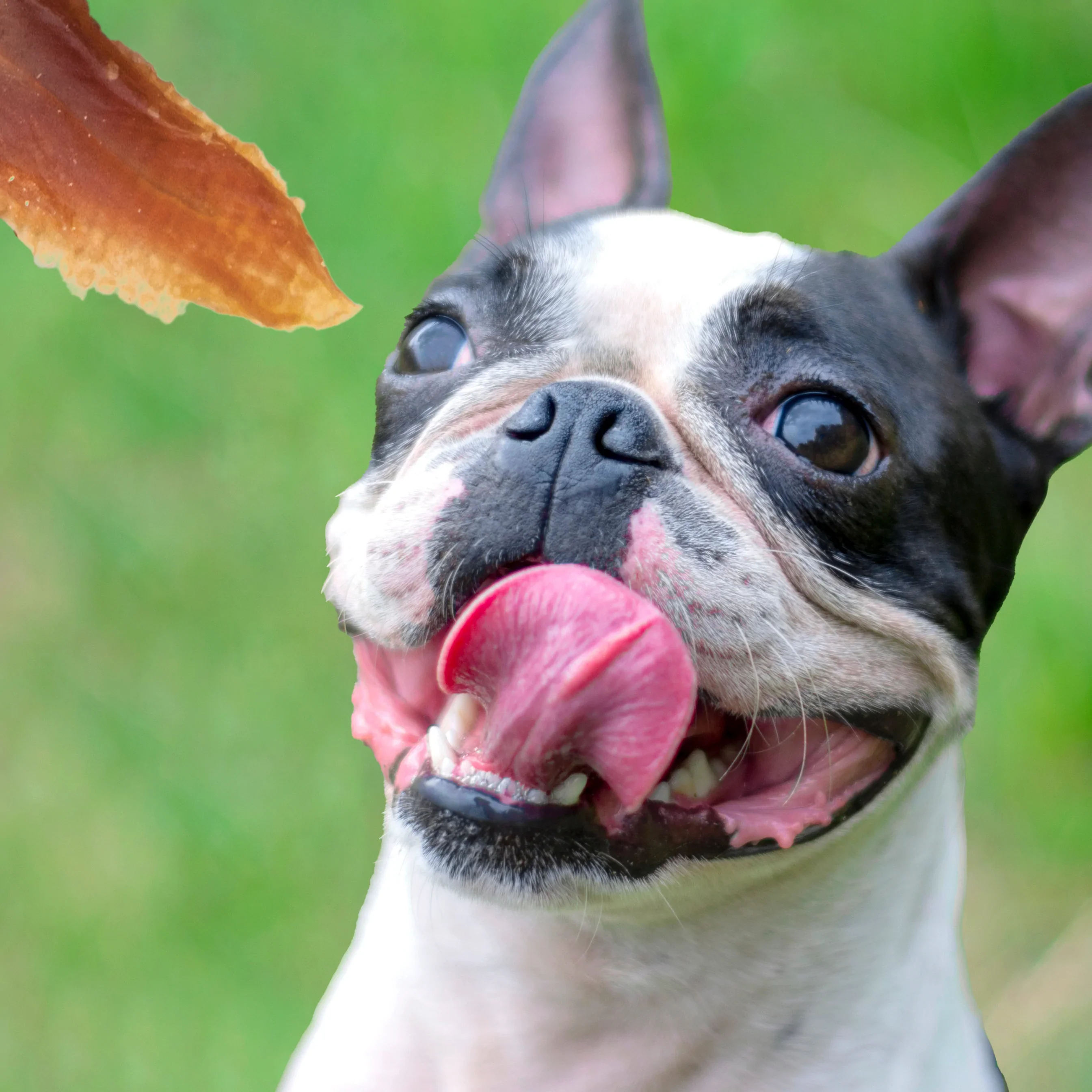 Westminster Pet Products