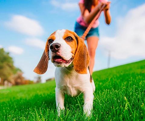 Westminster Pet Products photo 3