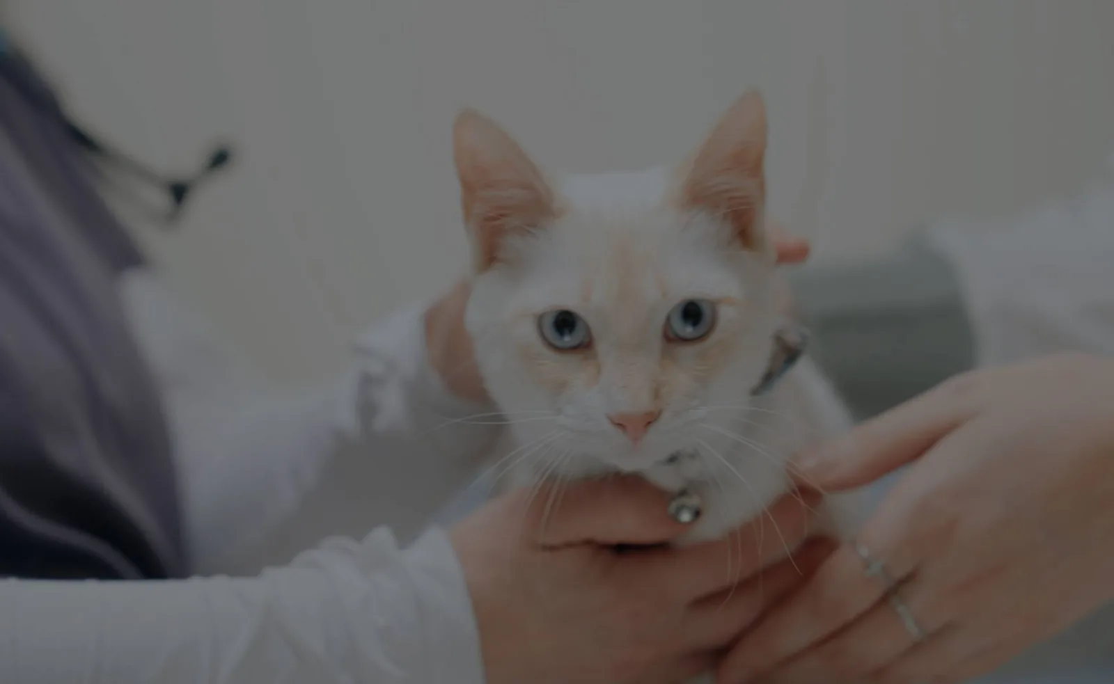 Ocean State Veterinary Specialists