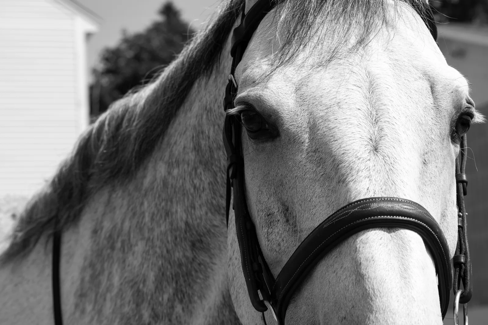 Silverstone Stables photo 9