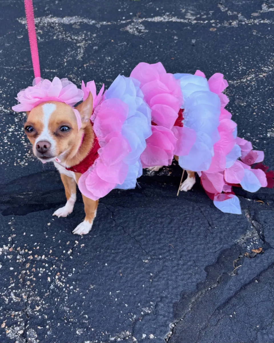 Bone Appetit Dog Store photo 8