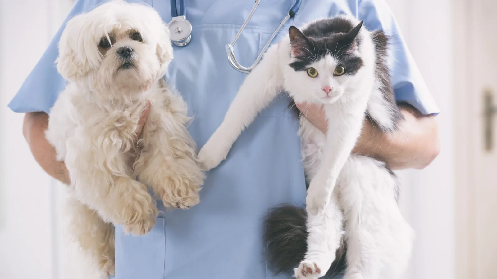 Hill & Harbour Veterinary Center photo 3
