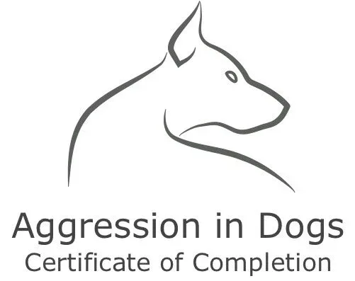 Modern Dog Training Ri Llc photo 10