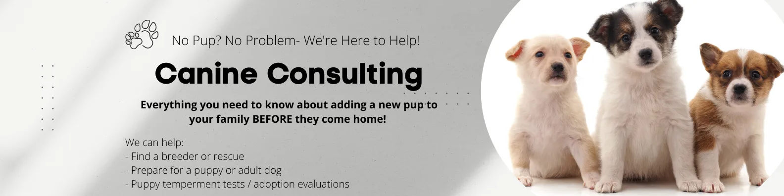 Modern Dog Training Ri Llc photo 8