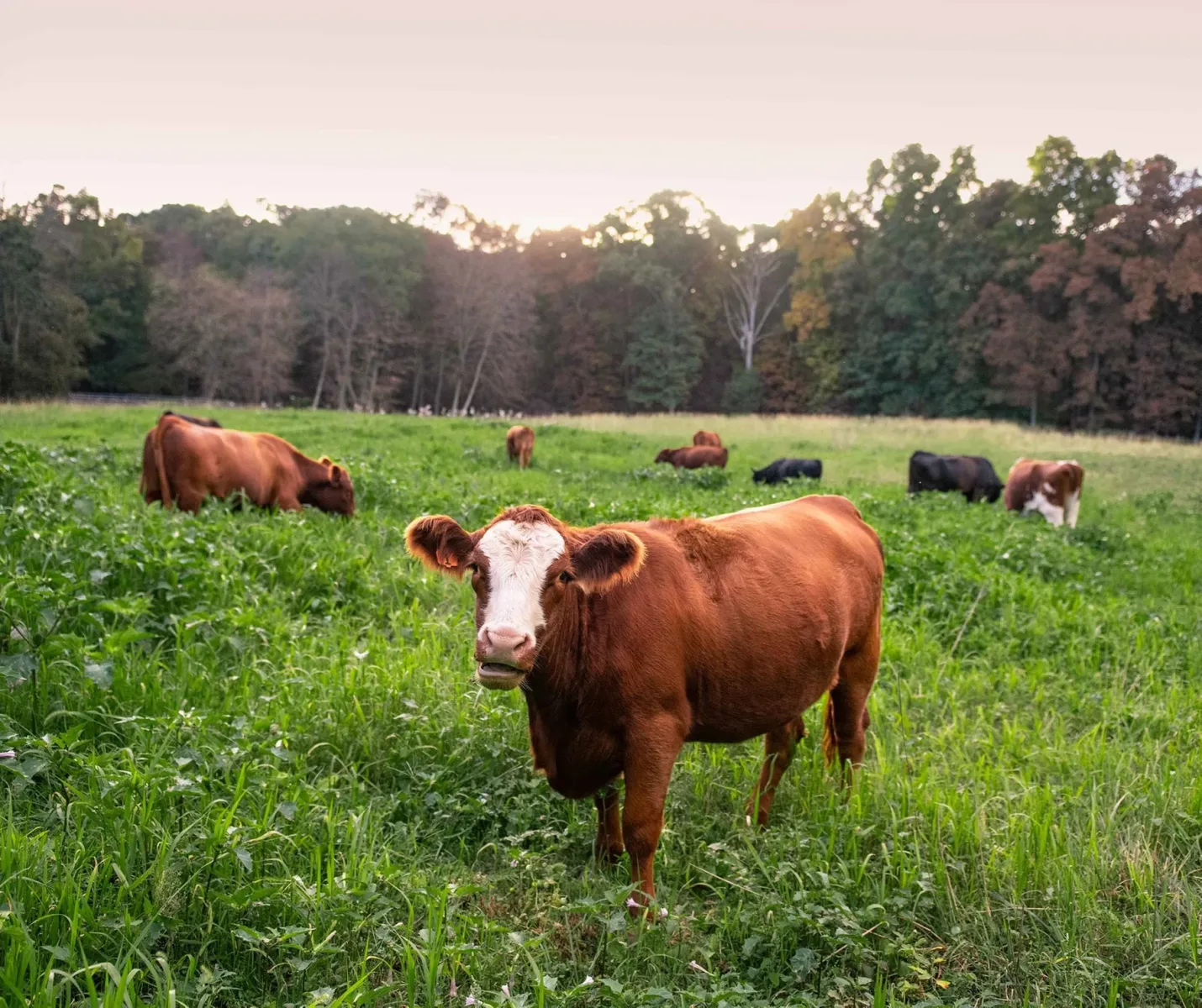 Pat's Pastured photo 9