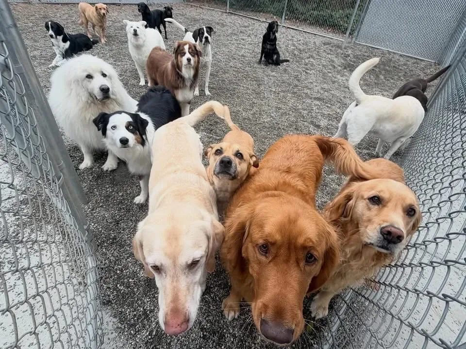 Ruff Life's Dirty Dogs photo 8