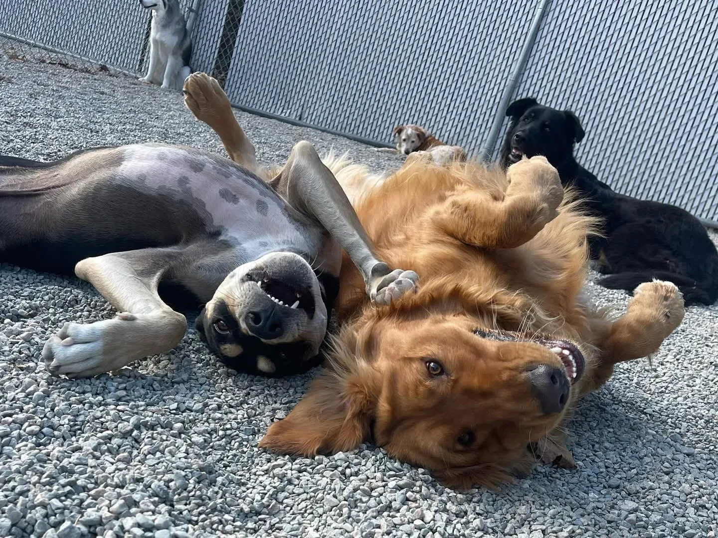 Ruff Life's Dirty Dogs photo 5