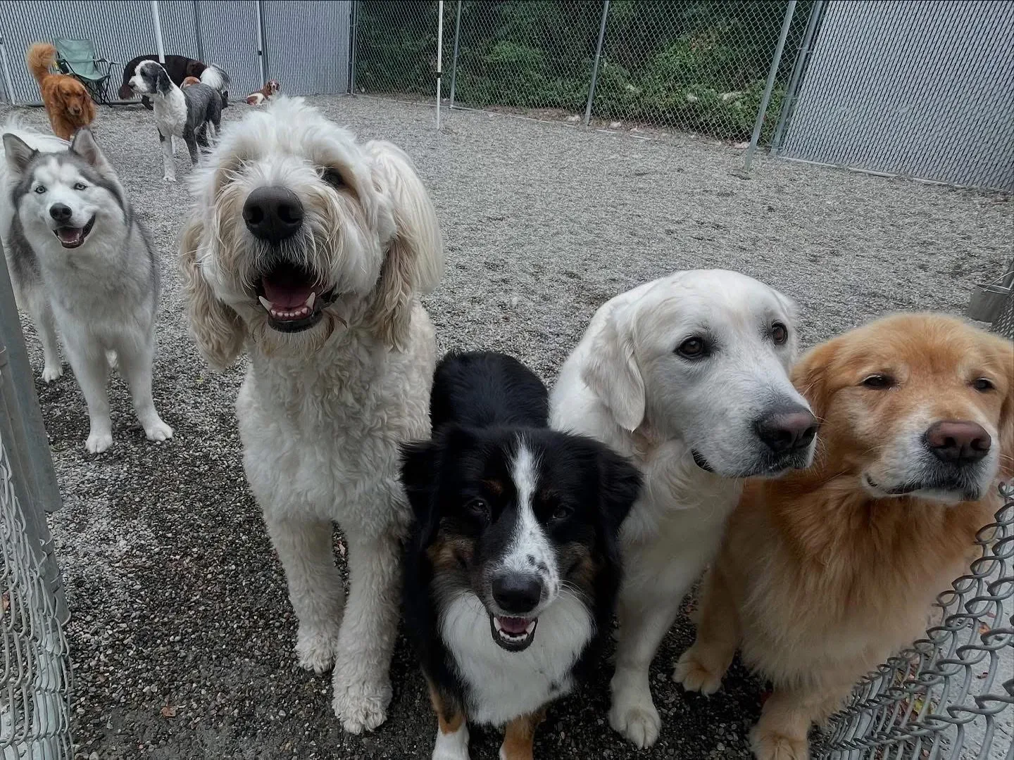 Ruff Life's Dirty Dogs photo 4