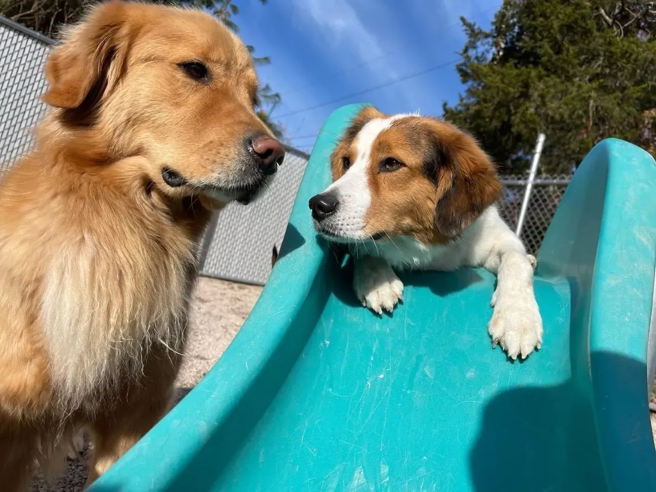 Ruff Life's Dirty Dogs photo 9