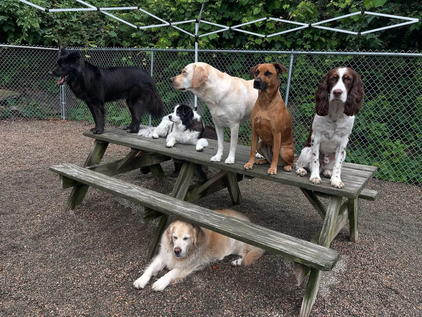 Ruff Life's Dirty Dogs photo 3