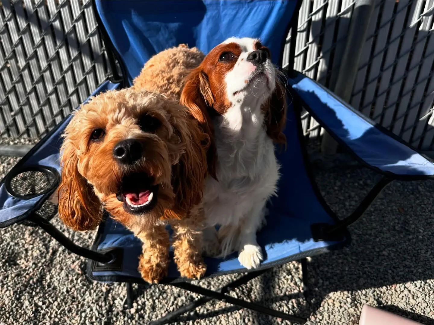 Ruff Life's Dirty Dogs