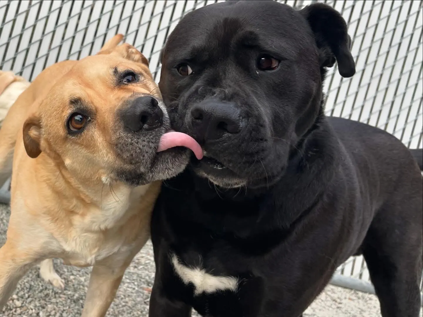 Ruff Life's Dirty Dogs photo 2