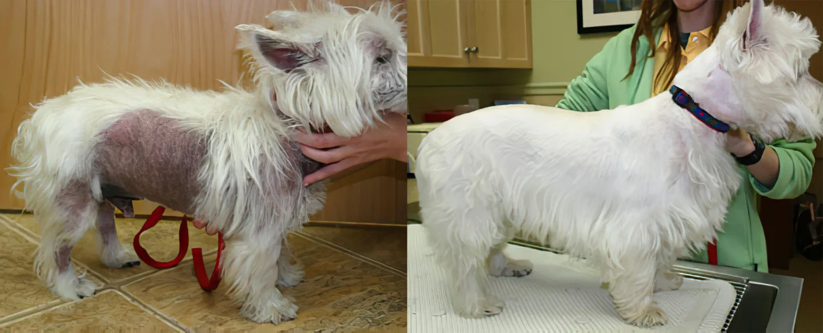 Veterinary Healing Arts photo 11