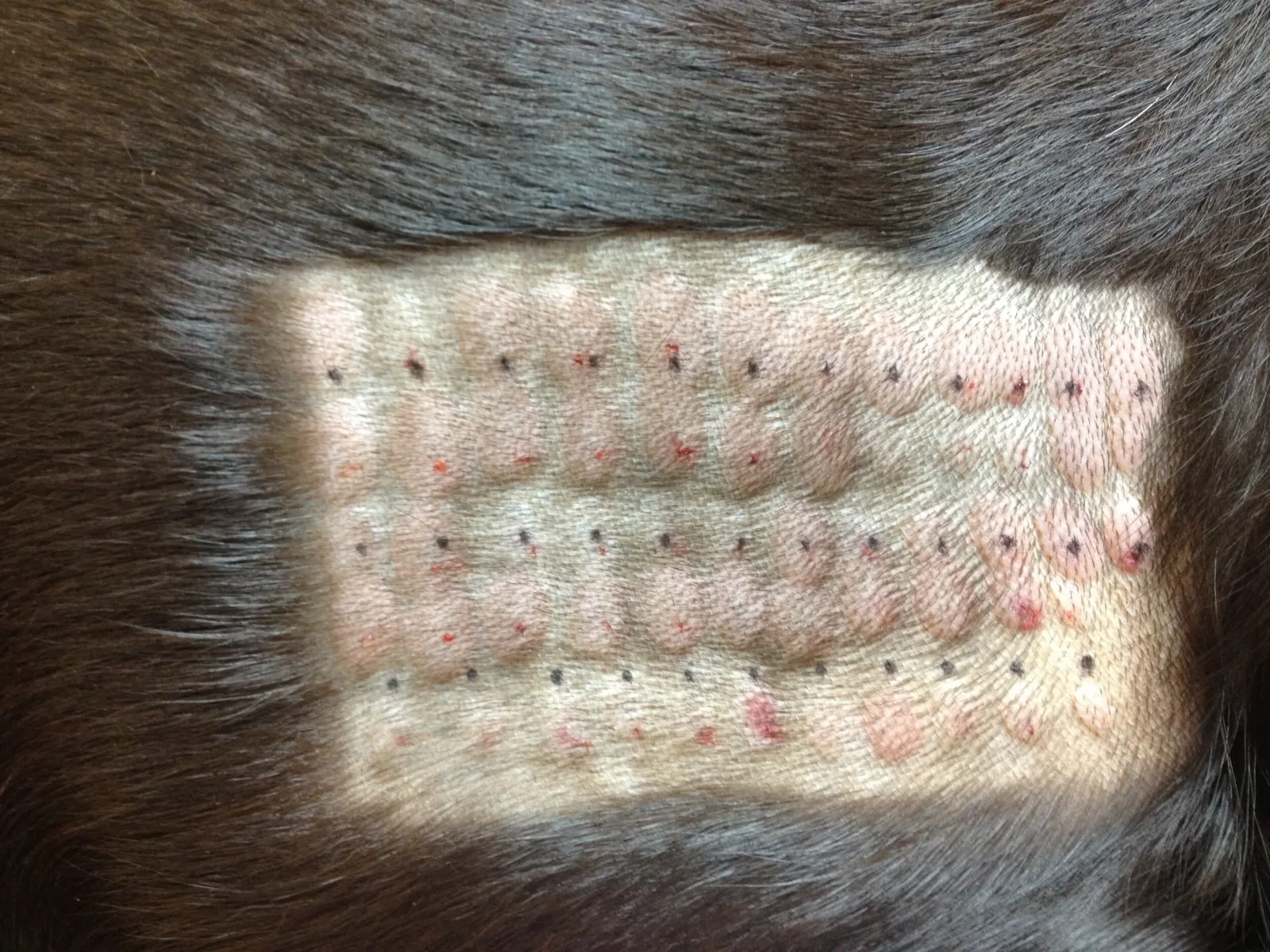 Veterinary Healing Arts photo 8