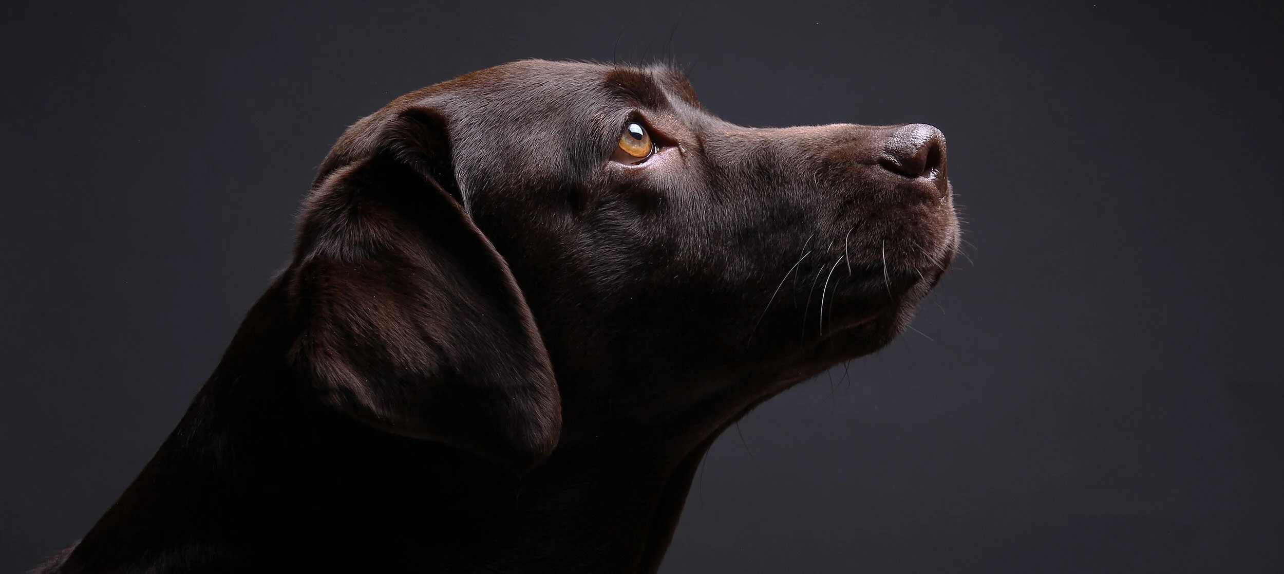 Veterinary Healing Arts photo 3