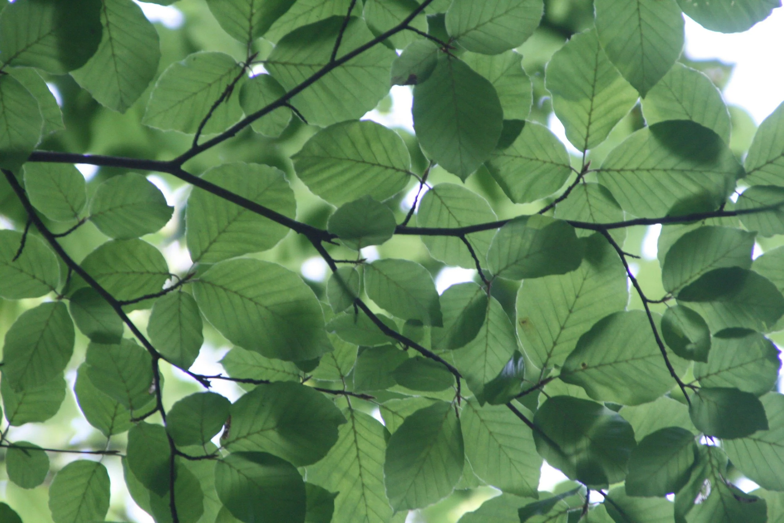 Illuminate Life Wellness photo 2