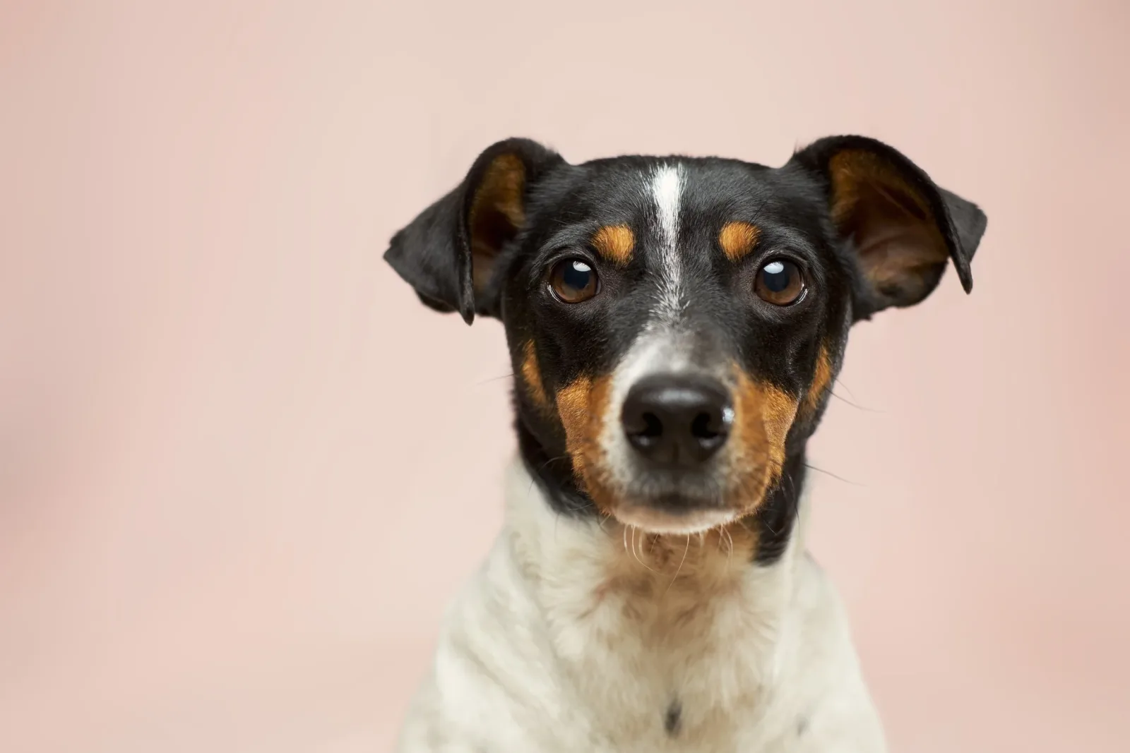 Safe Harbor Veterinary Services photo 7