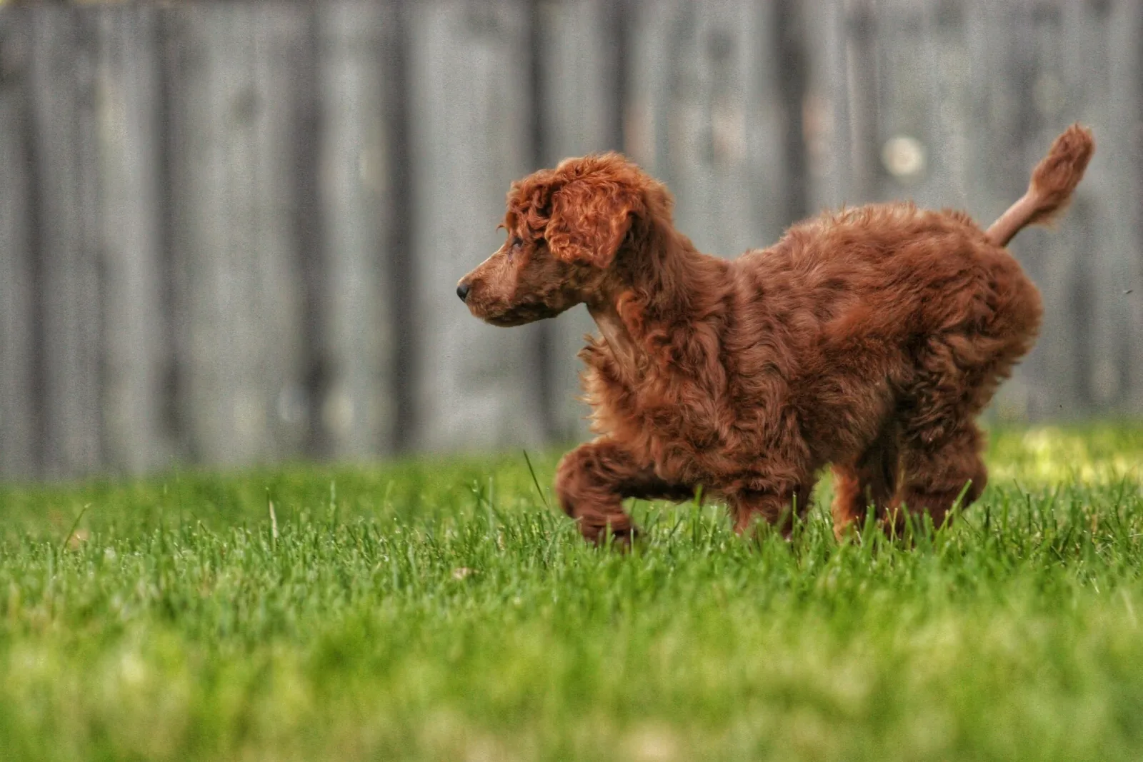 Safe Harbor Veterinary Services photo 4