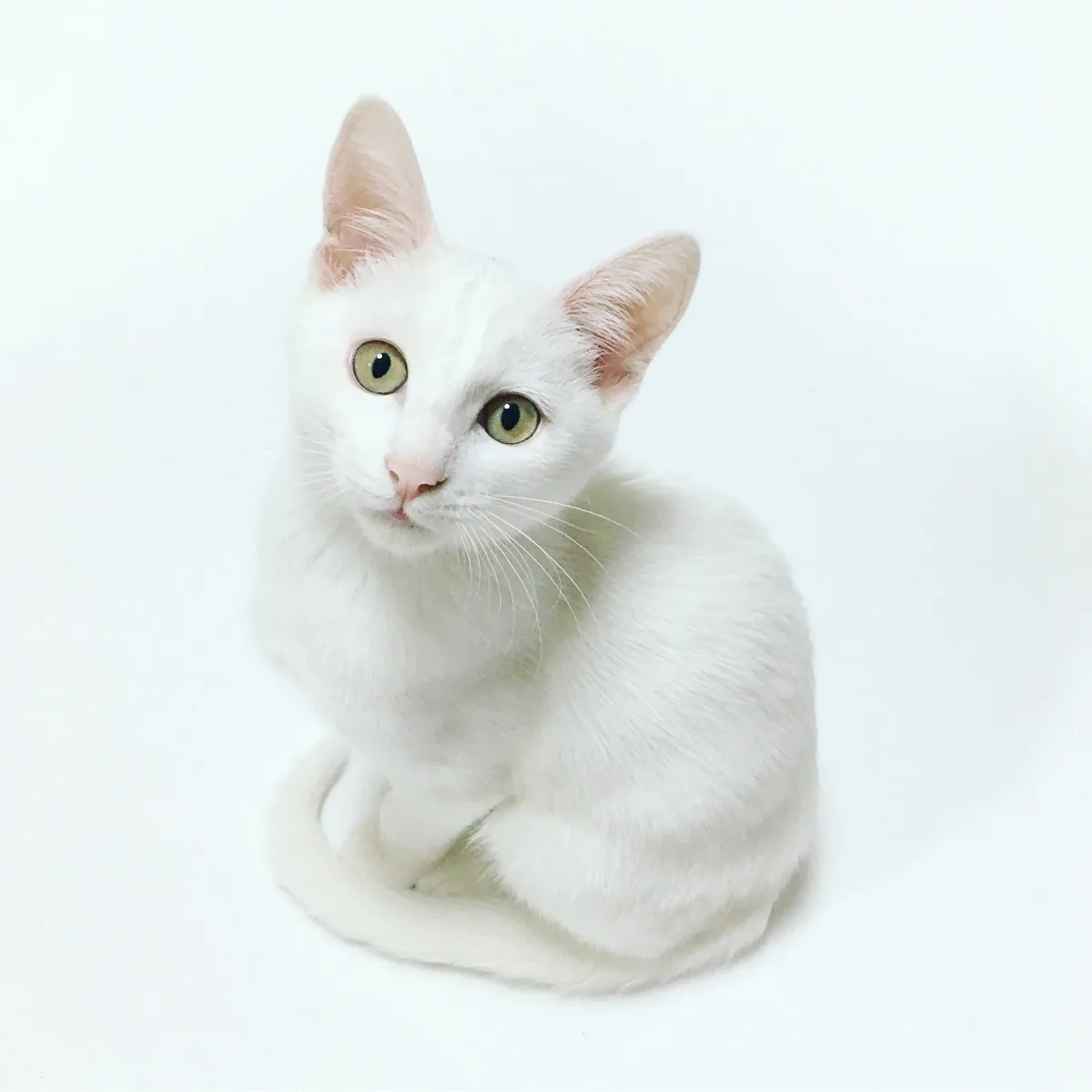 Safe Harbor Veterinary Services photo 6