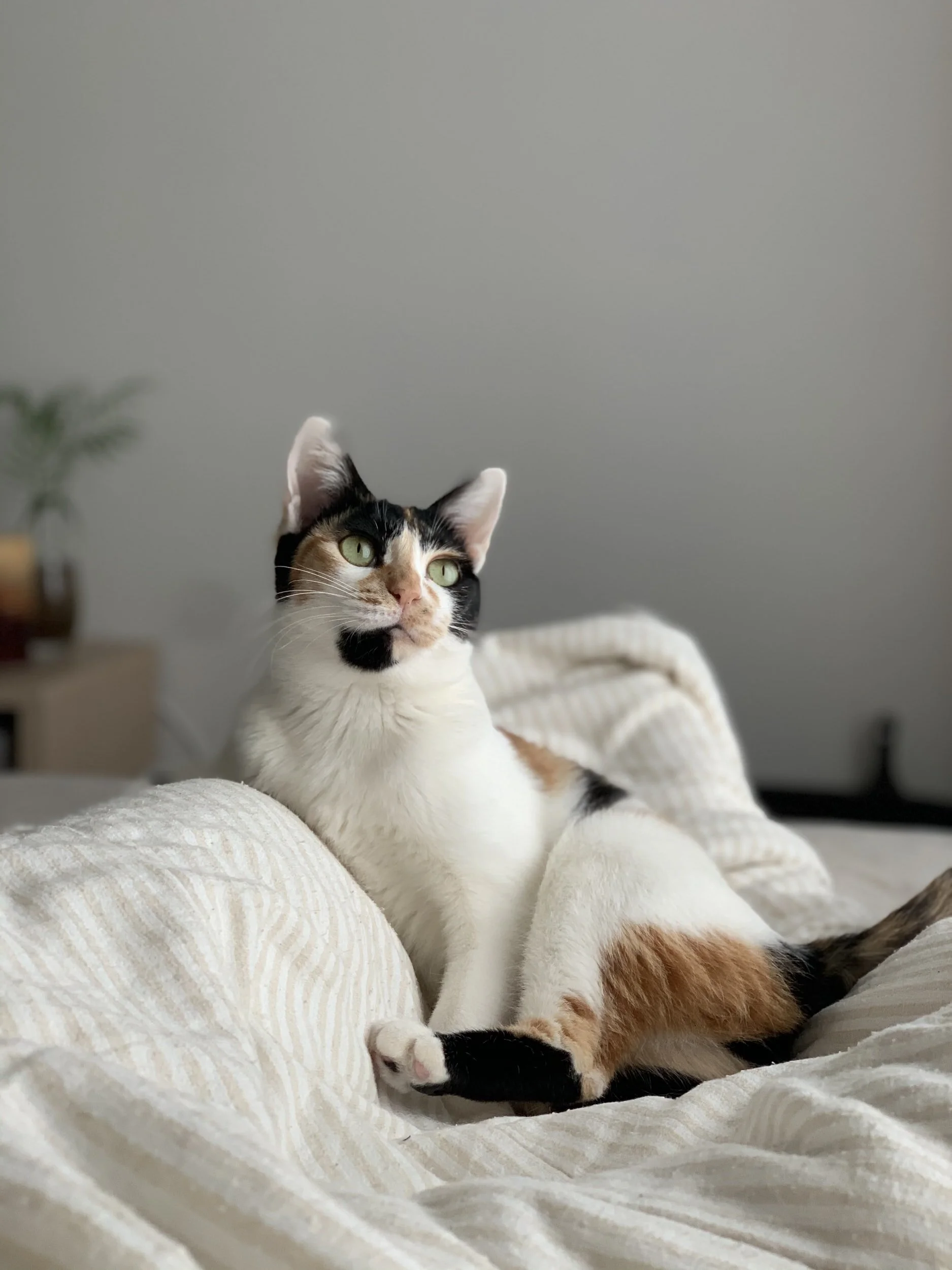 Safe Harbor Veterinary Services photo 3