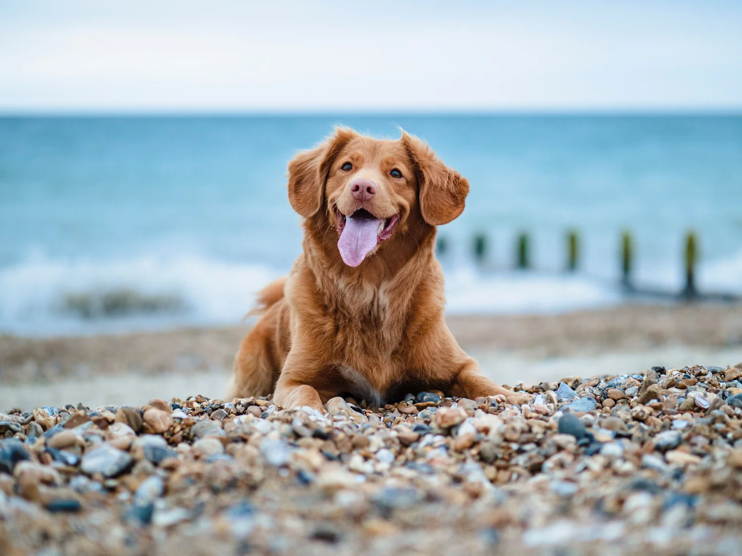 Safe Harbor Veterinary Services