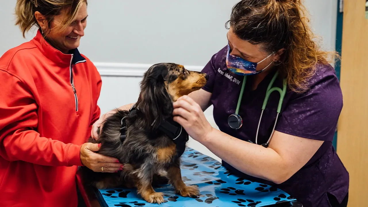 VCA Povar Animal Hospital photo 5