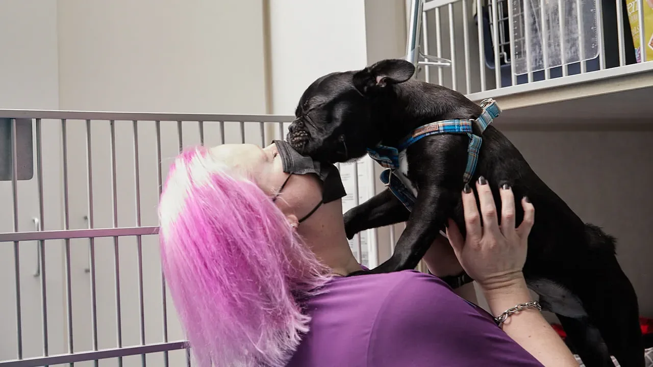 VCA Povar Animal Hospital photo 9