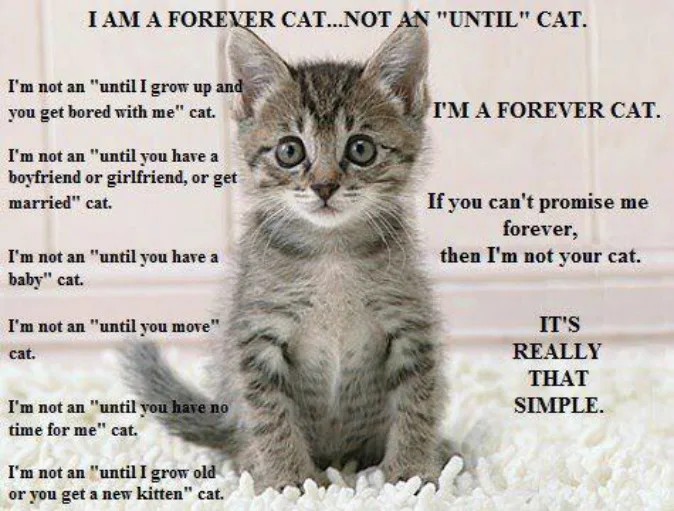 Cat Adoption Team Services