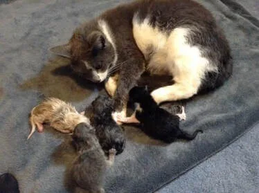 Cat Adoption Team Services photo 4