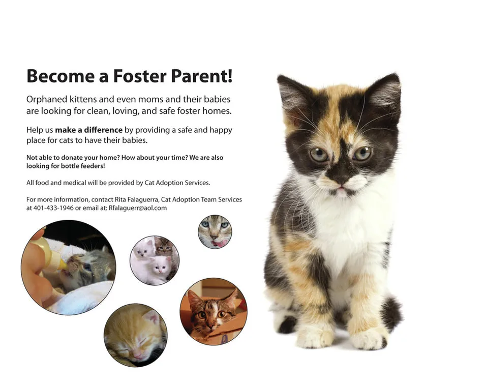 Cat Adoption Team Services photo 5