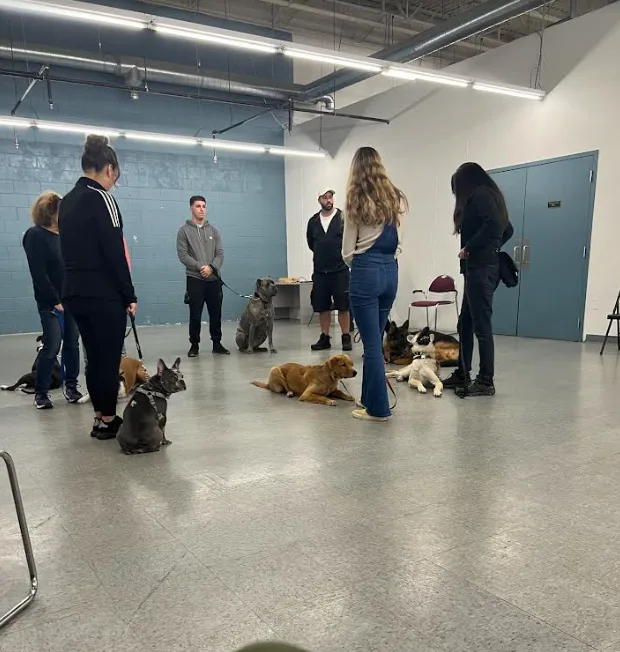 Strategic K-9 Training photo 2