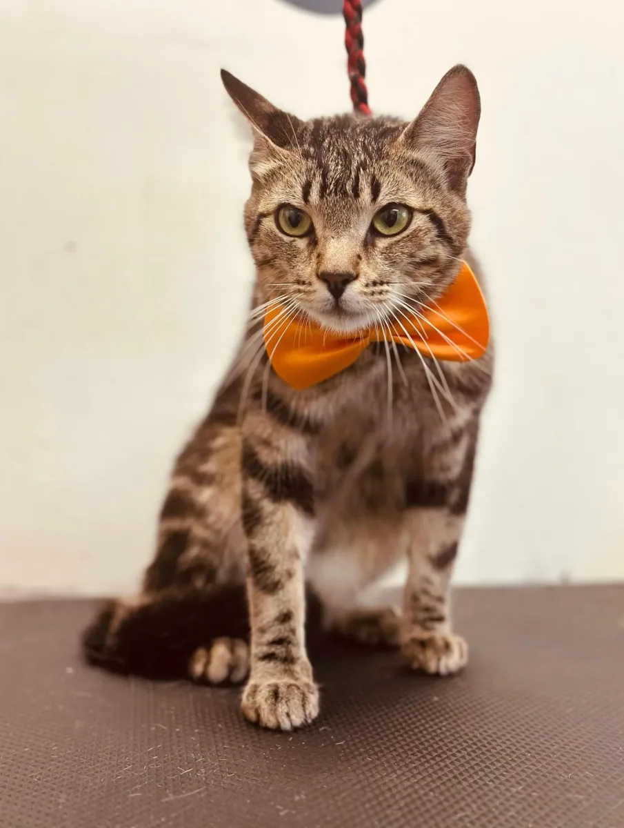 Alessandro Pet Spa photo 2