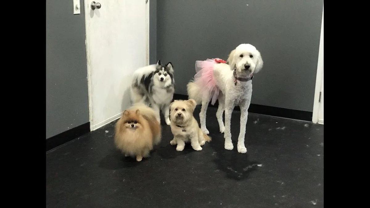 Alessandro Pet Spa photo 3