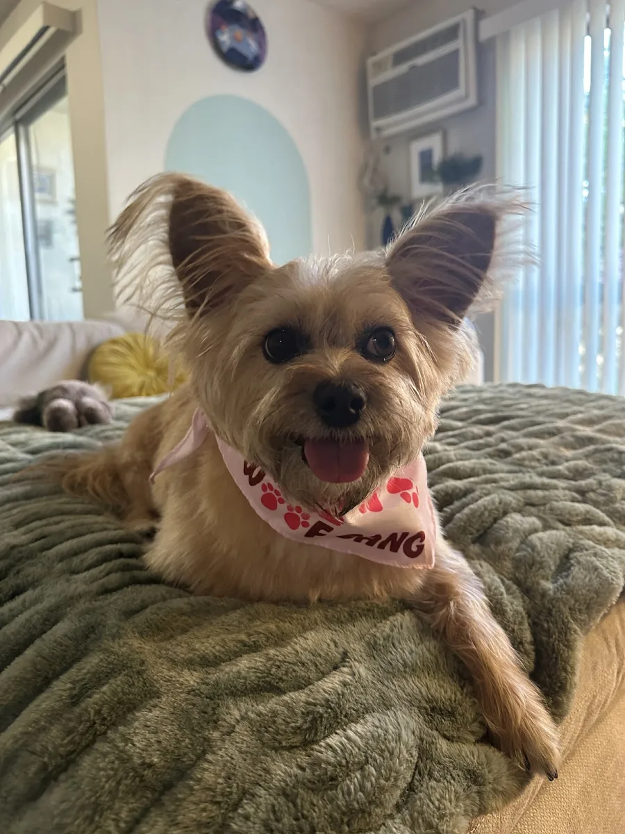 Woof Gang Bakery & Grooming WeHo