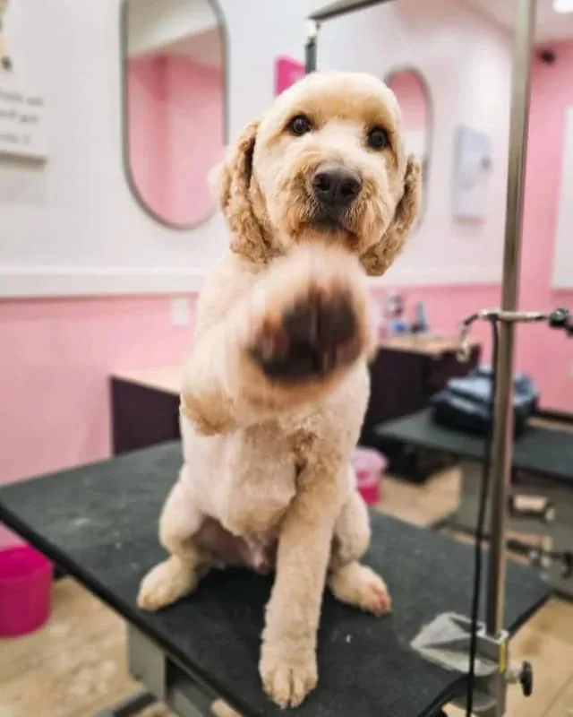 Woof Gang Bakery & Grooming WeHo photo 5