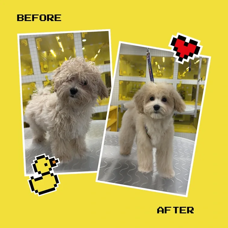 PUPS.LA photo 8