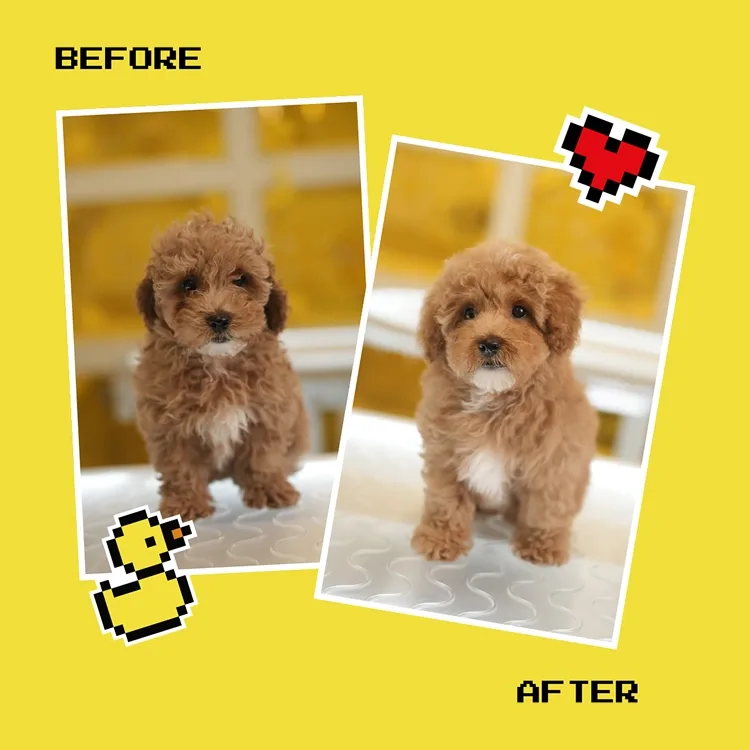 PUPS.LA photo 4