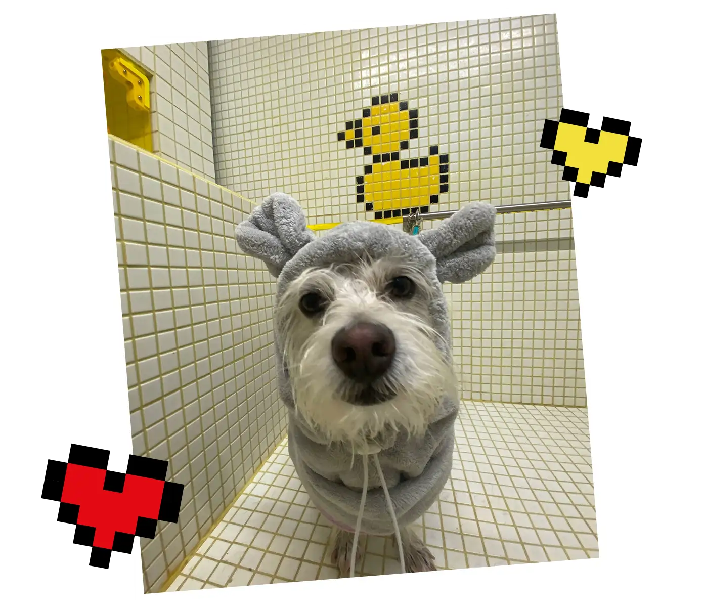 PUPS.LA photo 10