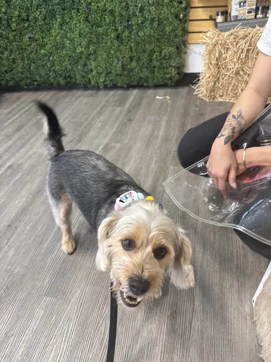 21Pooch
