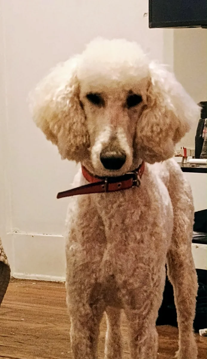 Ortega's Mobile Pet Grooming